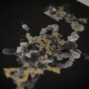 descoperit o bacterie — Imagine 6