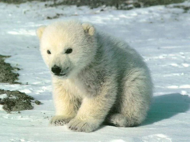 pui de urs polar