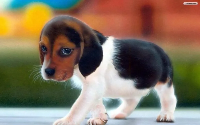 Because I’m puppy