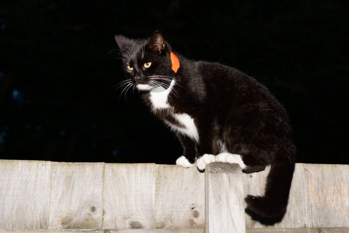PawTrack