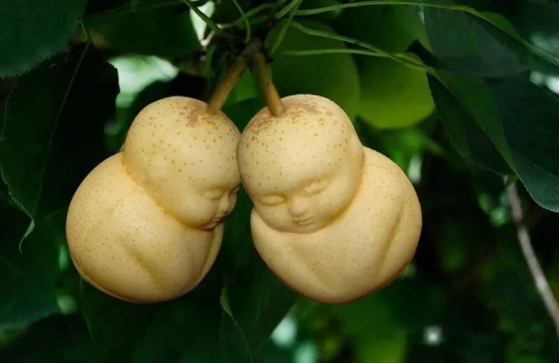Fruit Mold