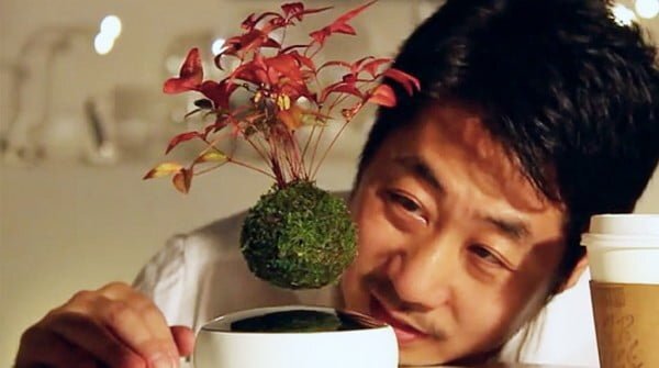 Air Bonsai, planta care levitează