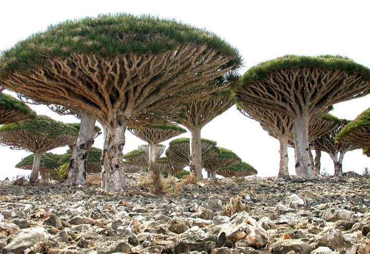 Insula Socotra, cel mai “extraterestru” loc de pe Terra