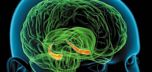 funcţionează amintirile mecanismul cerebral după care functionează amintirile, decriptat