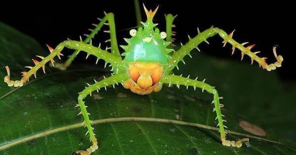 10-amazing-insect-defensive-tactics-u1