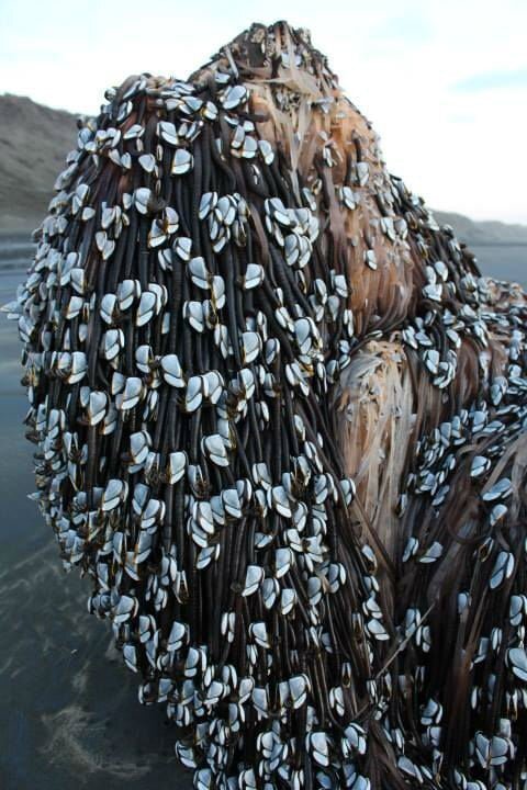 muriwai-monster
