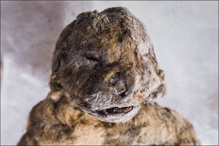 GadgetReport.ro TV. Demn de Jurassic Park Experţii vor să cloneze leii din Ice Age