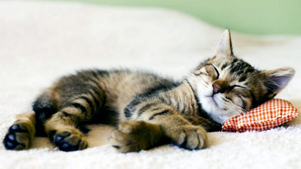 Dovedit ştiinţific: De ce dorm pisicile atât de mult