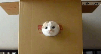 Cat Box Zoom