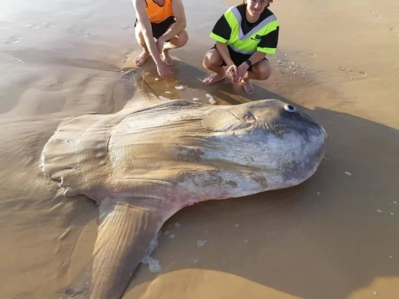 Un pește mai puțin obișnuit, descoperit în Australia