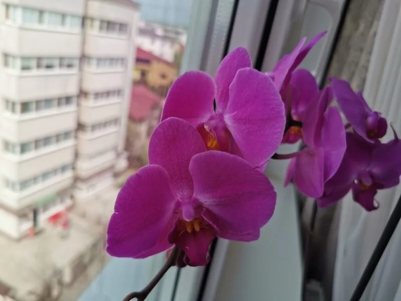 Huawei P30 Pro — Imagine 3
