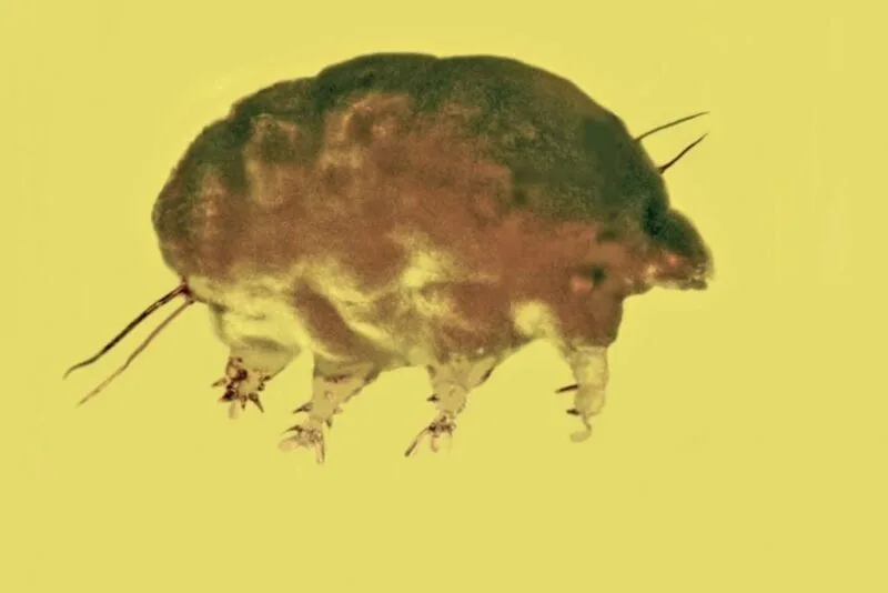 nicio specie