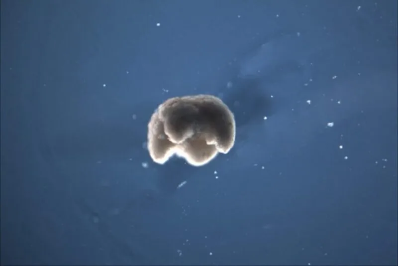 celule vii