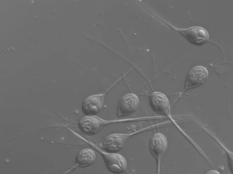 Animalul microscopic