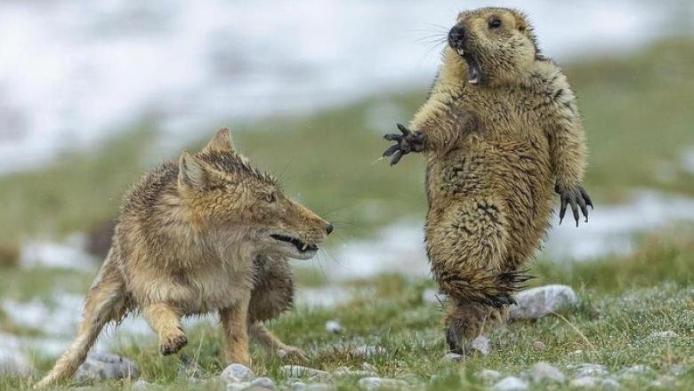 Marmota fotografie