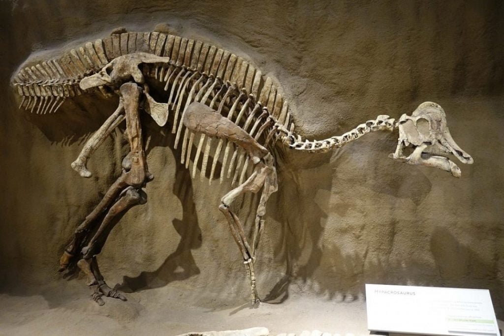 ADN de dinozaur — Imagine 2 Dinozaur