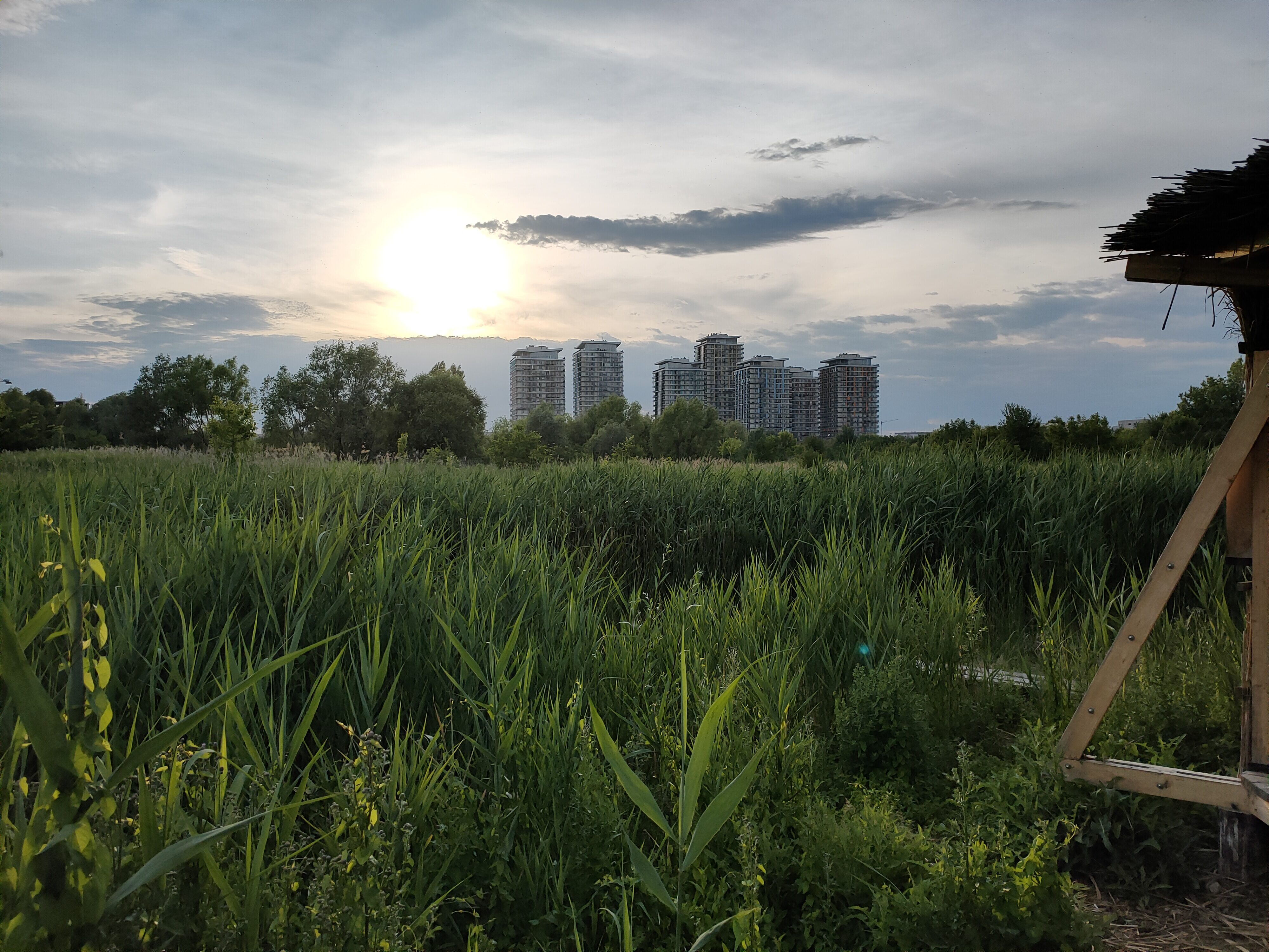 Delta Vacaresti Descopera Delta Vacaresti. Un reportaj video & fotografii cu prima rezervație naturală din București