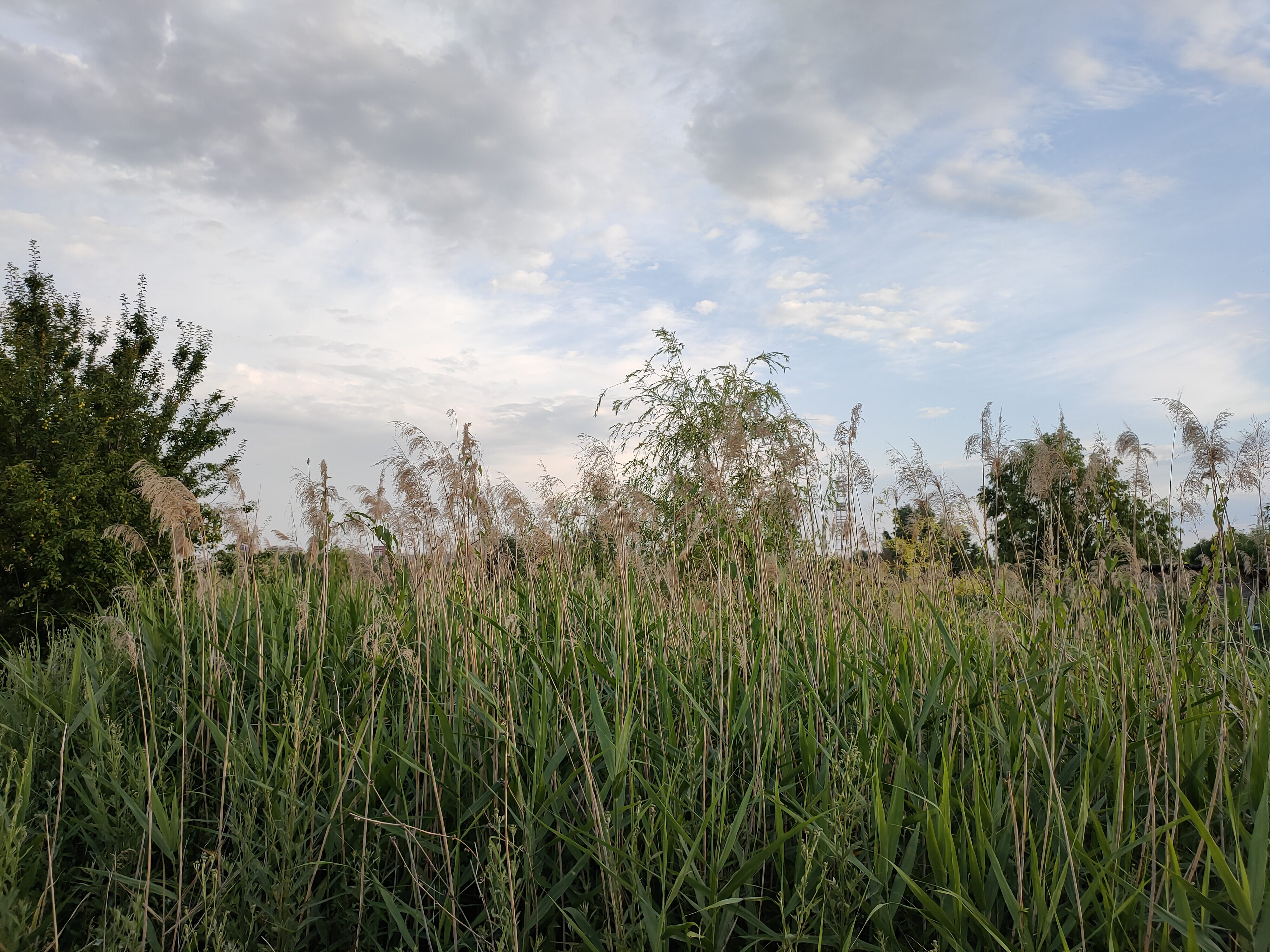 Descopera Delta Vacaresti. Un reportaj video & fotografii cu prima rezervație naturală din București