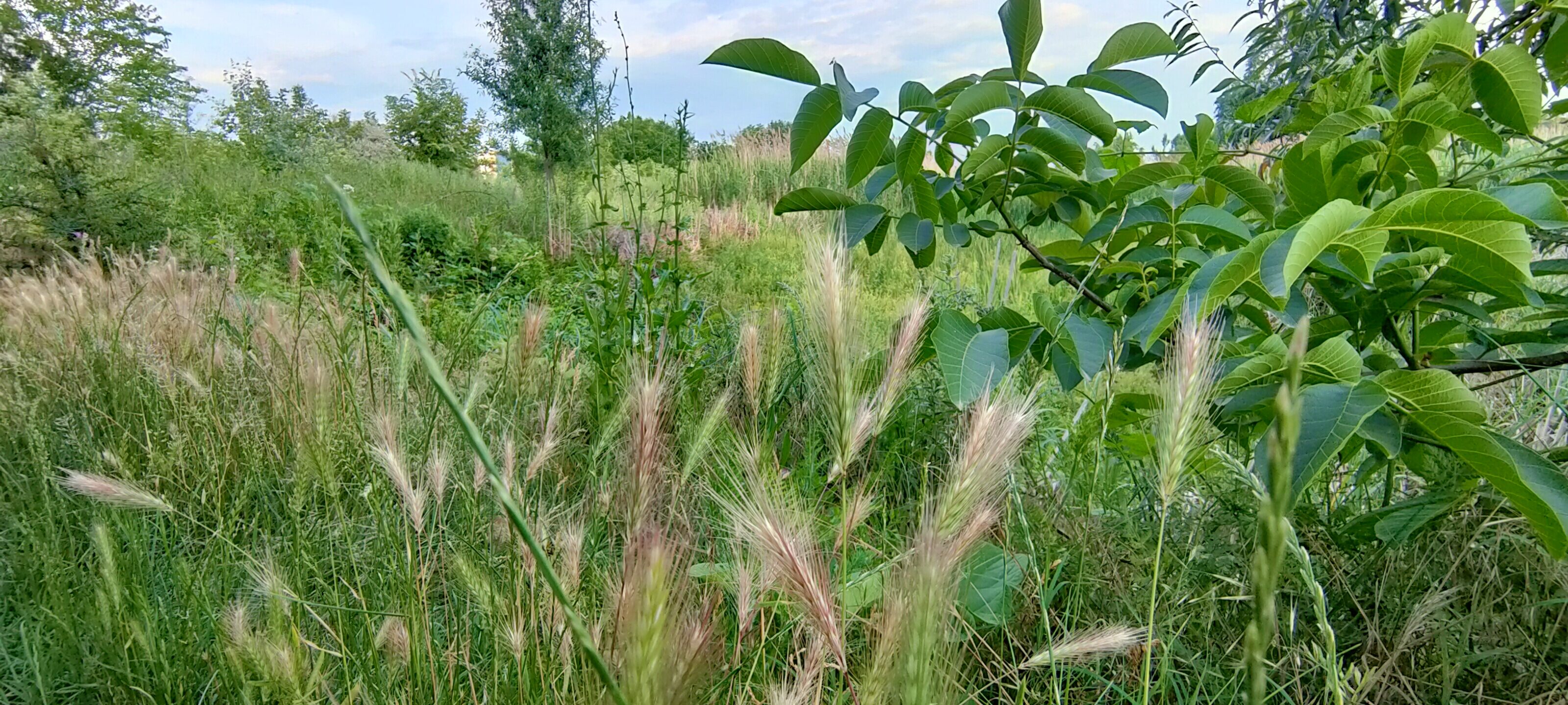 Descopera Delta Vacaresti. Un reportaj video & fotografii cu prima rezervație naturală din București