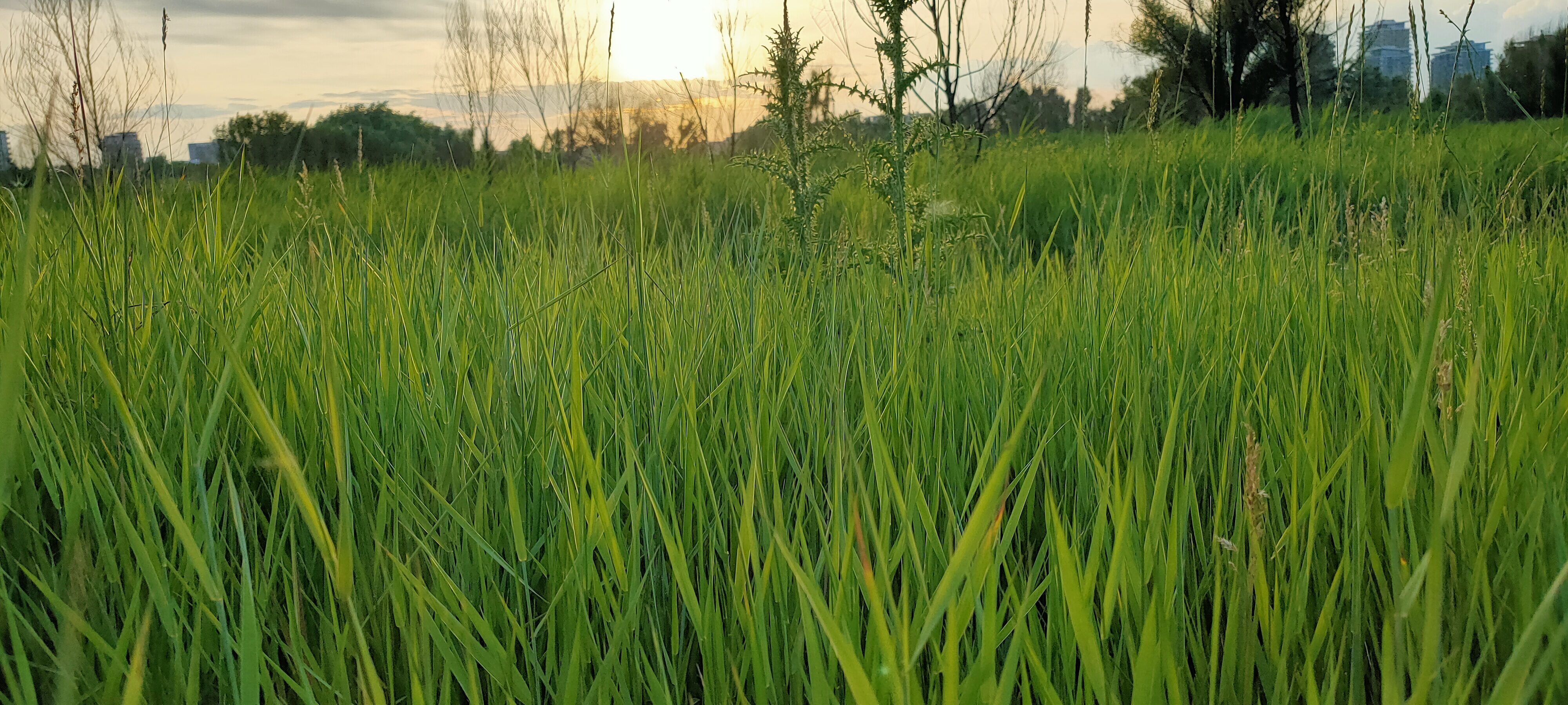 Descopera Delta Vacaresti. Un reportaj video & fotografii cu prima rezervație naturală din București