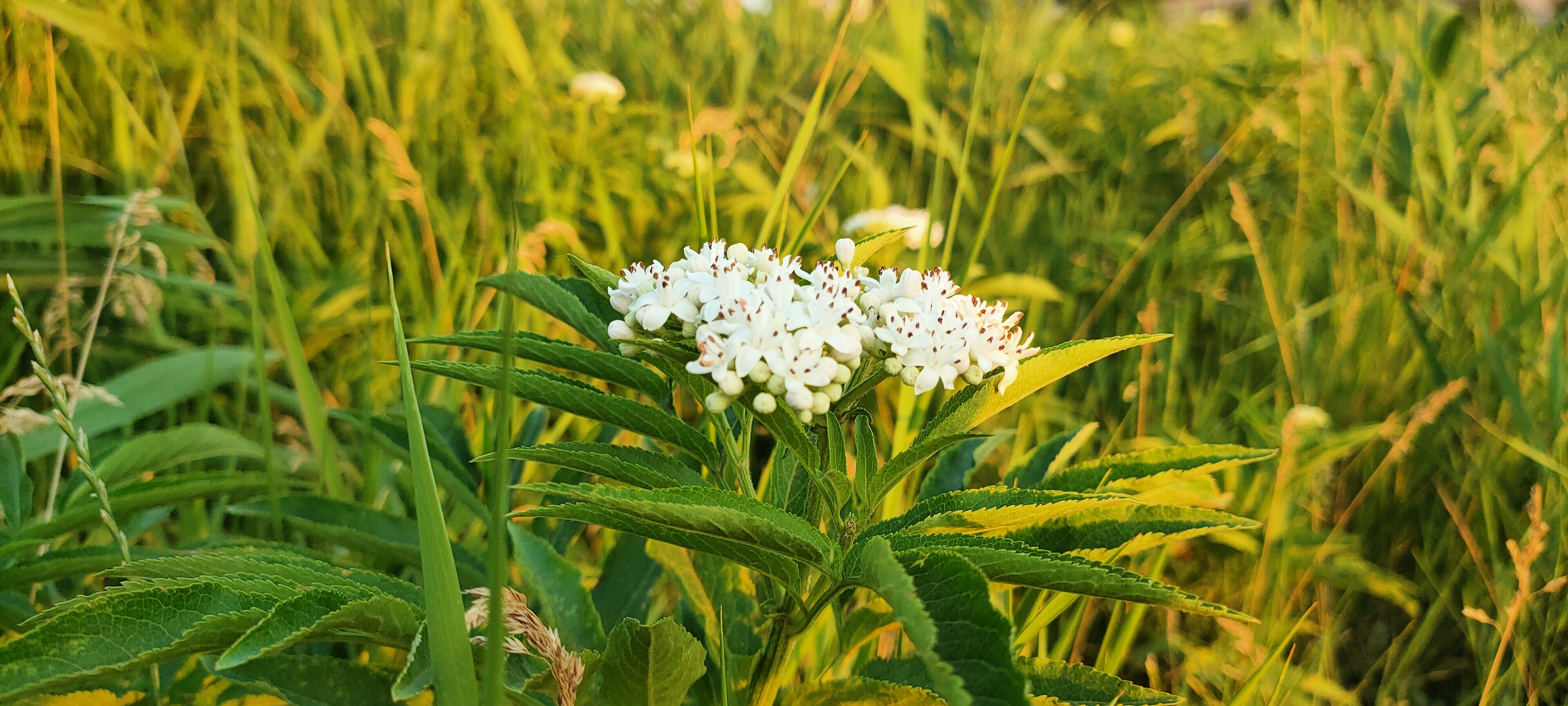 Descopera Delta Vacaresti. Un reportaj video & fotografii cu prima rezervație naturală din București