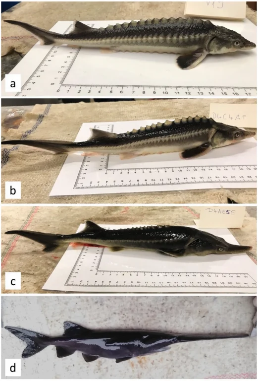 Sturddlefish 2