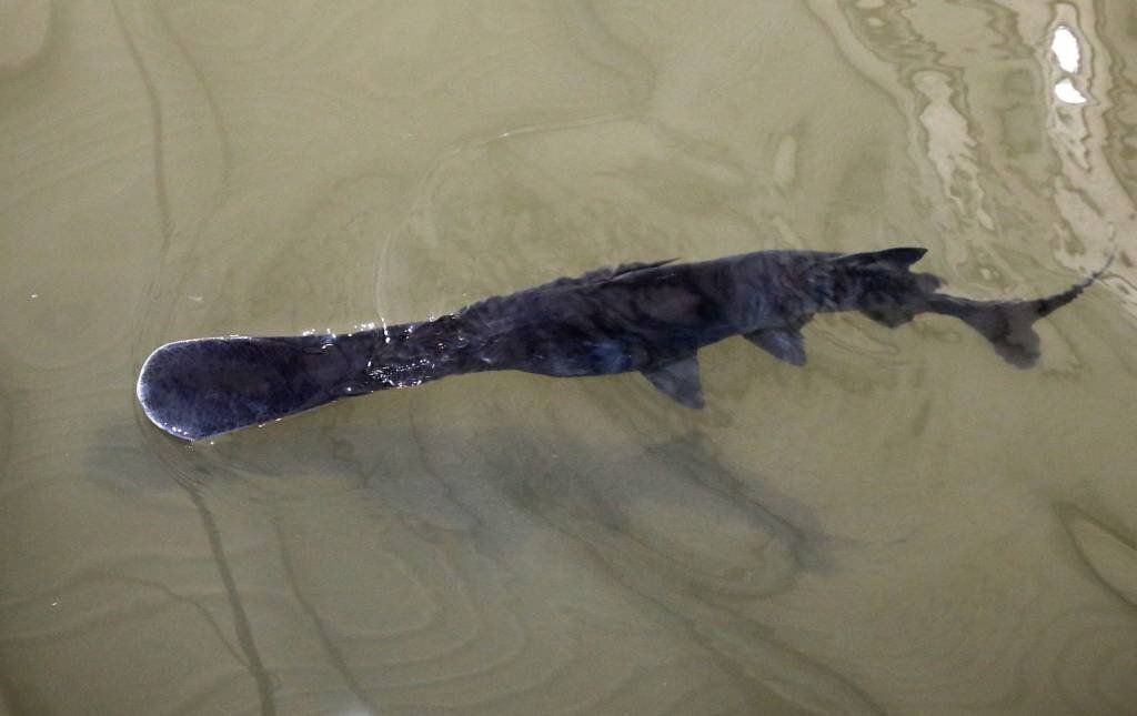 Experimentul Sturddlefish. Oamenii de știință au creat accidental o nouă specie