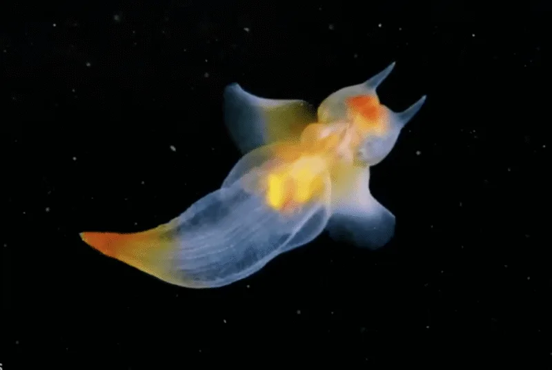 Gymnosomata