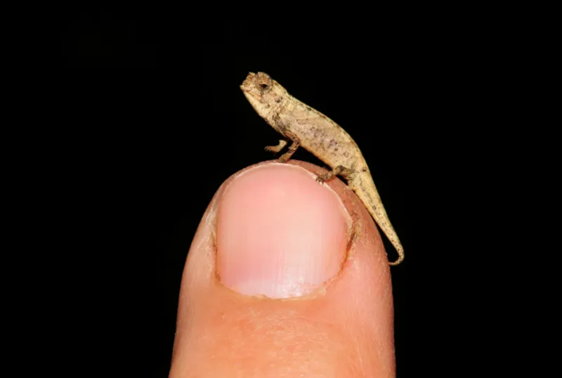 Brookesia nana