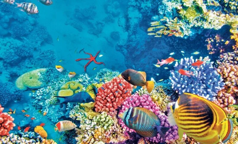 meduză