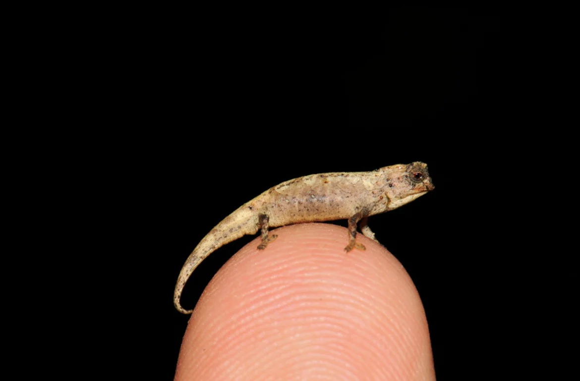 Nano cameleon