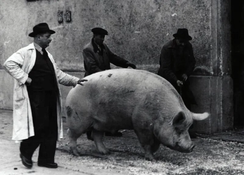 transplant porc