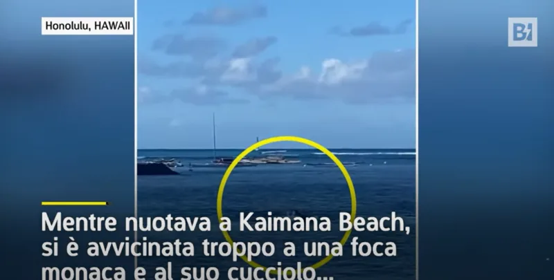 femeie atacata de foca