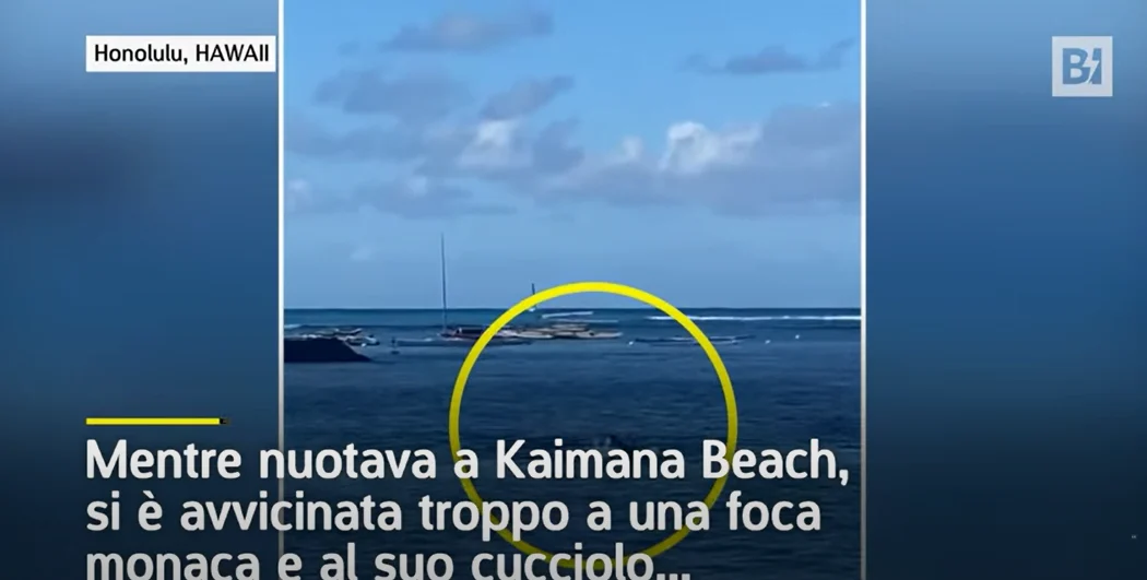 Nu numai rechinii! Imagini video cu o femeie atacată de o focă Nu numai rechinii! Imagini video cu o femeie atacată de o focă