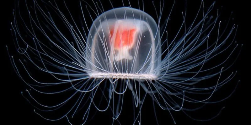 Turritopsis dohrnii