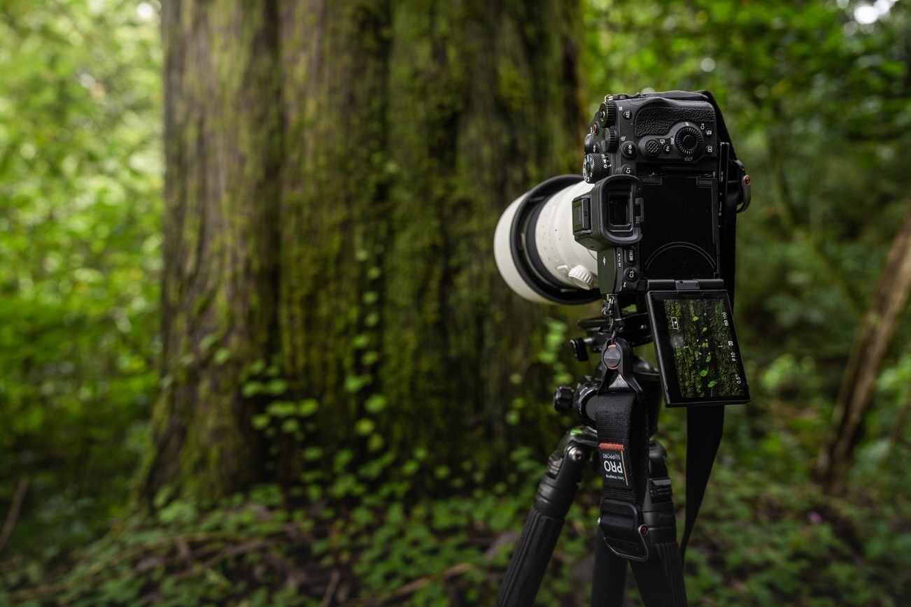 Sony Alpha 7R V — Imagine 3