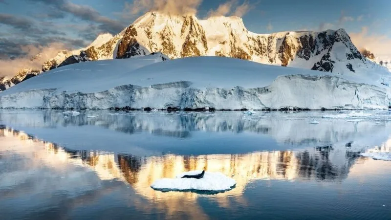 ADN antarctica