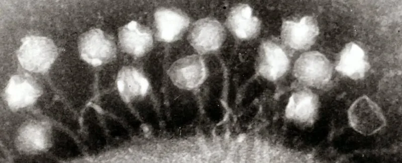 virusi vechi