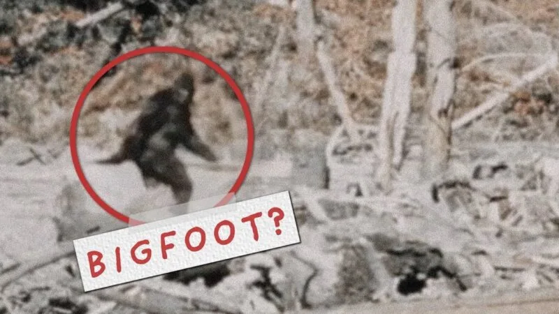 bigfoot