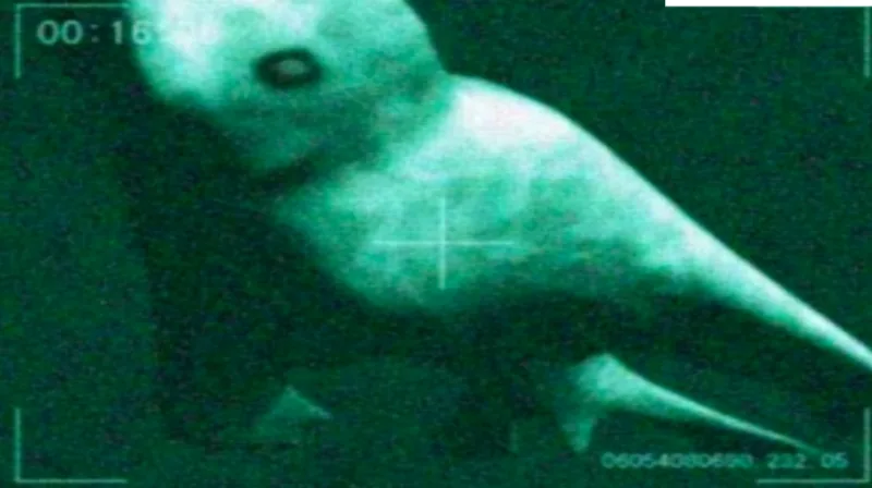 Ningen