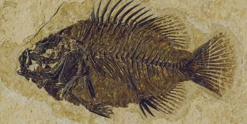 pesti Himalaya