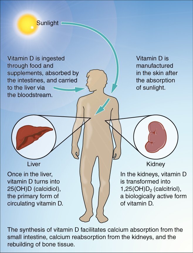 vitamina d — Imagine 2