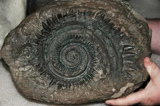 Fossil 6