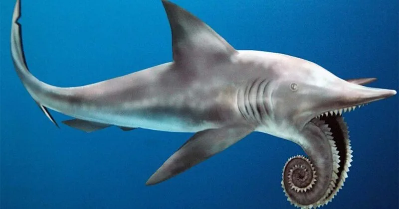 Helicoprion