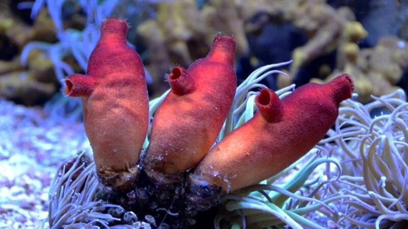 Cambrian