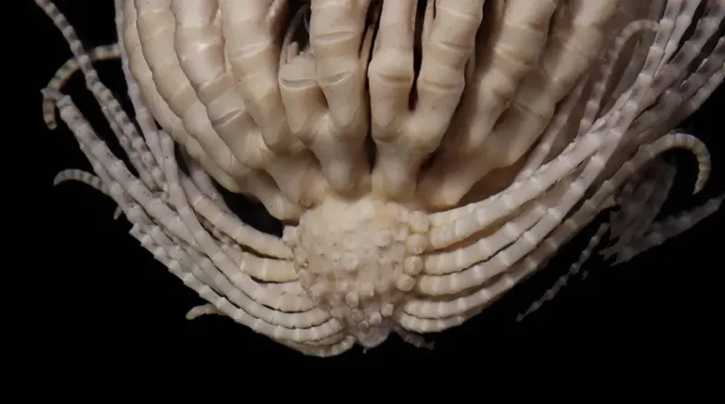 creatura marina