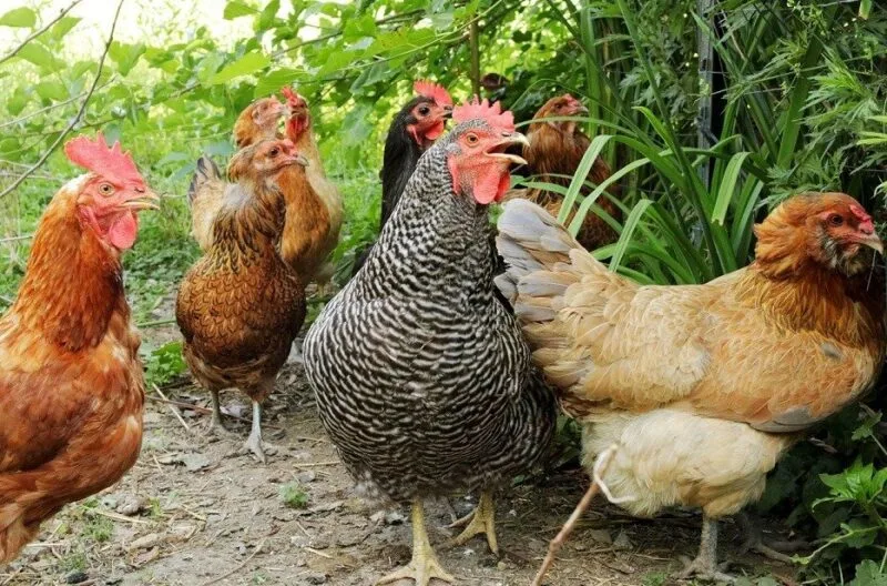 cotcodăcitul găinilor