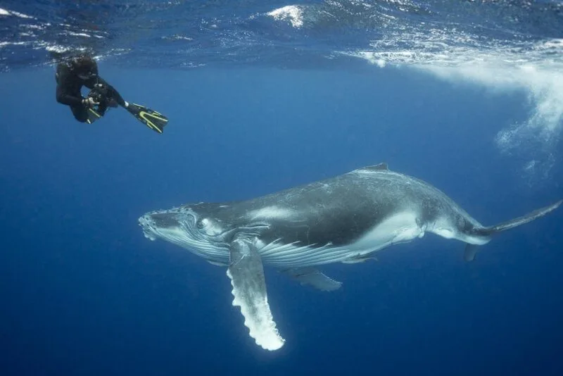 balene extraterestri