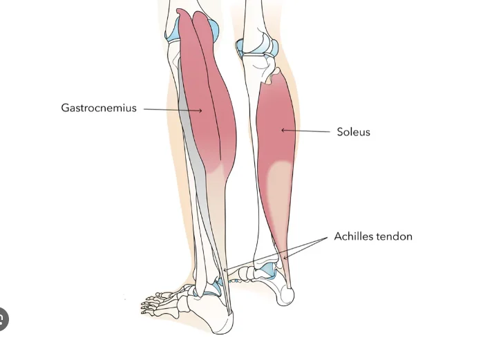 Soleus Pushup. Exercițiul simplu care accelerează metabolismul când stai pe scaun