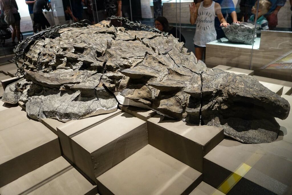 dinozaur Un dinozaur aproape intact, de acum 110 milioane de ani, descoperit în Canada